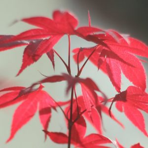 feuille erable Aménagements de jardin Bordeaux