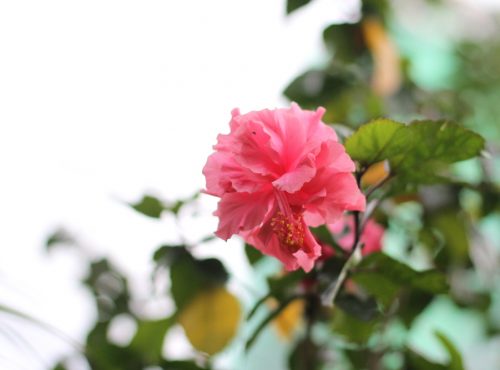 fleurs d été fleur exotique