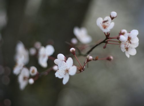 cerisier jardin de Paris