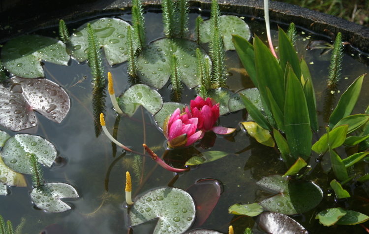 plan de jardin Bordeaux