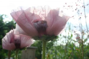 pavot patty's plum les fleurs du jardin