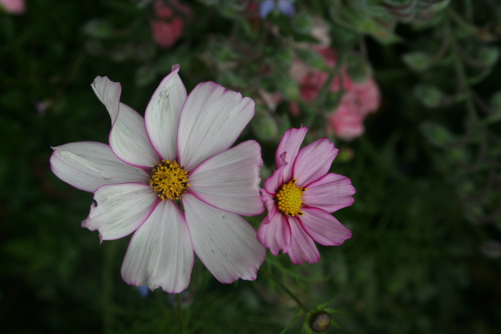 Fleurs Cosmos Annuelle Vivaces Cosmos Chocolat Artojardin