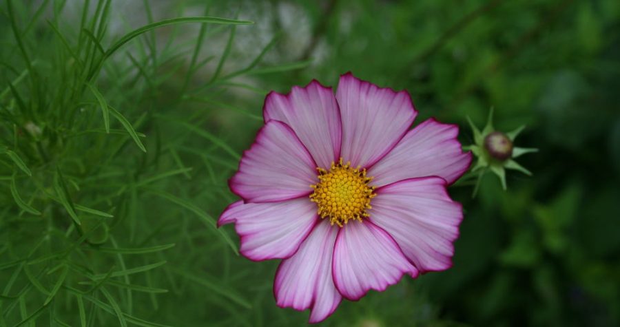 jardin des fleurs cosmos