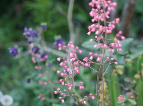jardin en avril conseil
