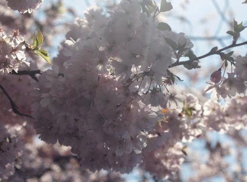 jardin de printemps