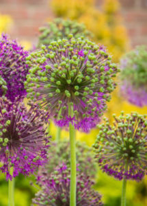 dessin de jardin design allium