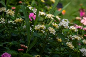 aménagement petit jardin