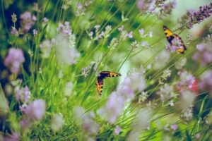 Créer un jardin harmonieux : principes de paysagiste