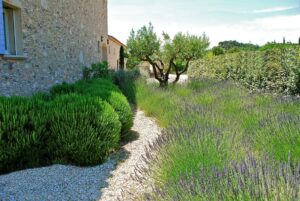 Plantes adaptées Charente : paysagiste