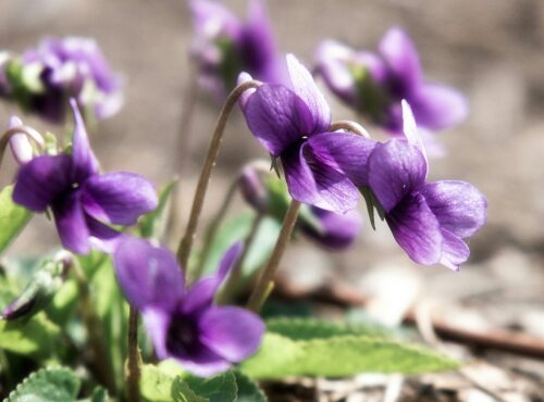 violette viola odorata