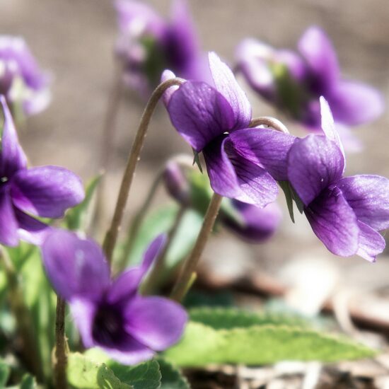 violette viola odorata