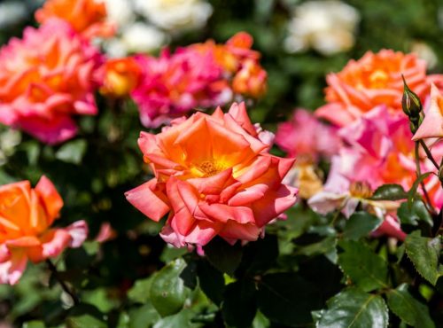 bouture de rosier