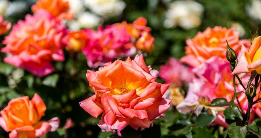 bouture de rosier