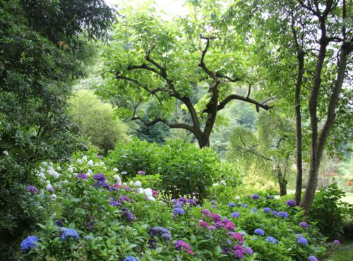 Conception jardin Charente : créez un espace durable