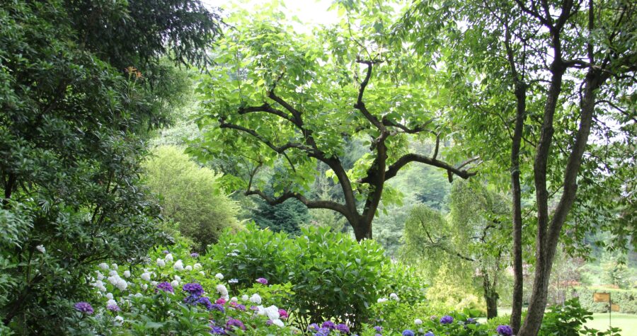 Conception jardin Charente : créez un espace durable