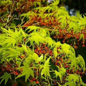aménagement jardin asiatique