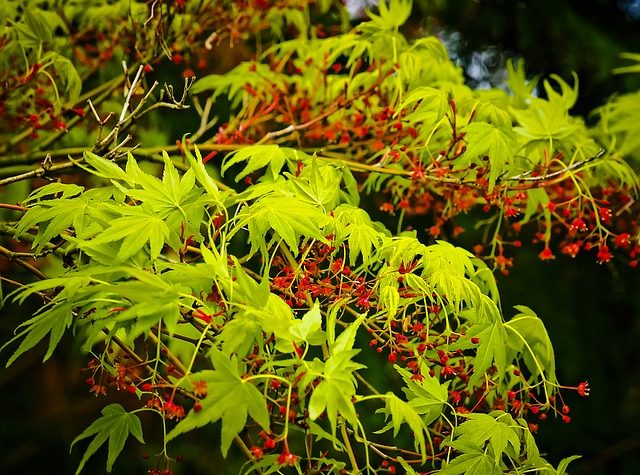 aménagement jardin asiatique