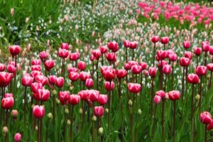 tulipe conseils paysagiste bordeaux